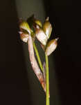 Bristleleaf sedge